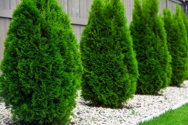 Arborvitae Planting in Longmont
