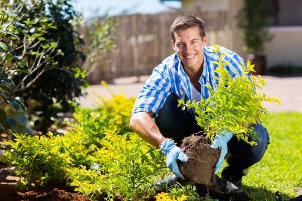 Bush Planting Service in Longmont