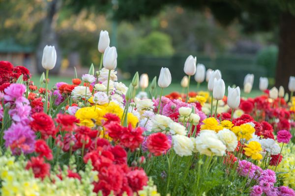 Gardening Service in Longmont