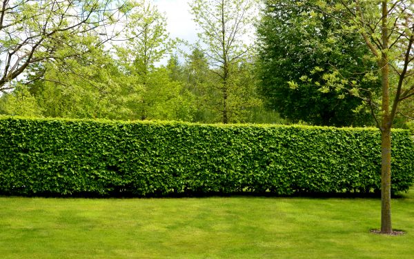 Hedge Planting in Longmont