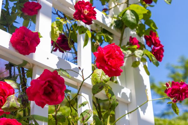 Home Gardening Service in Longmont