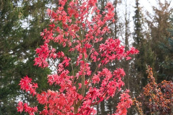 Japanese Maple Planting in Longmont