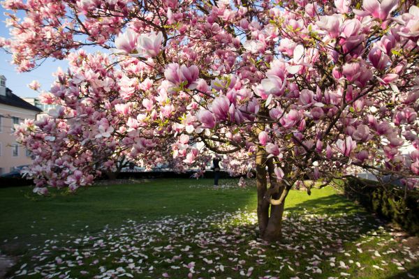 Magnolia Tree Planting in Longmont