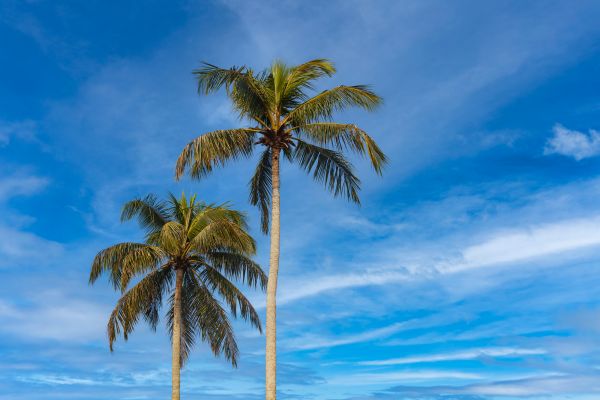 Palm Tree Planting in Longmont