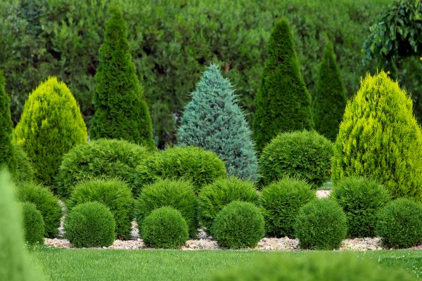 Shrub Replacement in Longmont