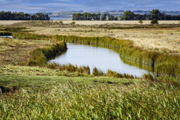 Swale Landscaping in Longmont