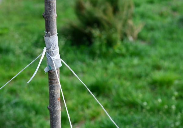 Tree Staking Service in Longmont