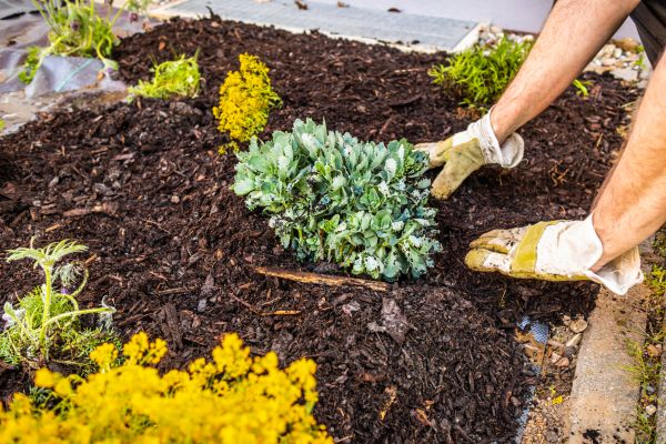 Weeding And Mulching in Longmont