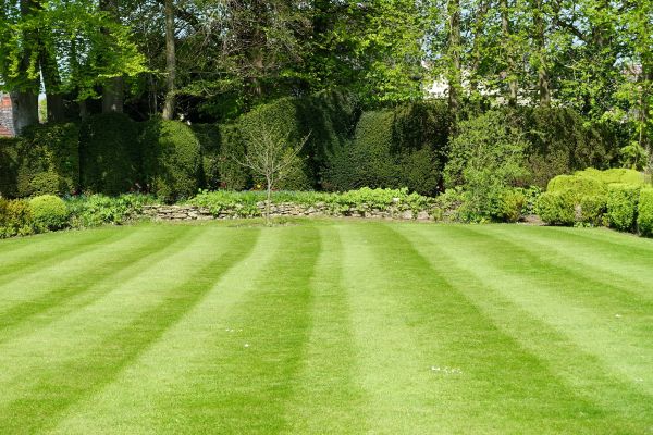 Lawn Renovation in Longmont