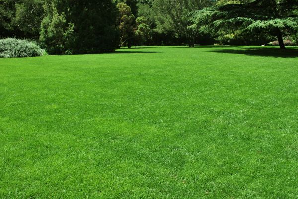 Lawn Landscaping in Longmont