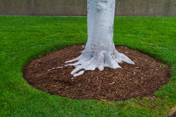 Brown Mulch Installation in Longmont
