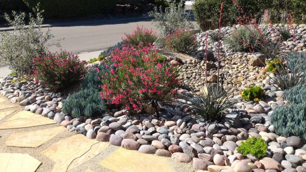 Xeriscape Landscaping in Longmont