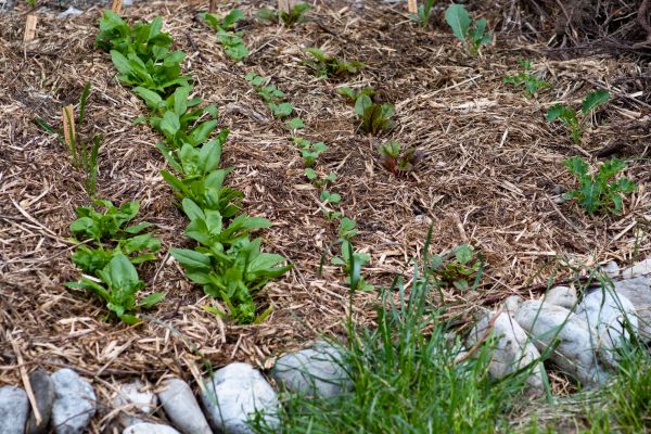 Mulch Service in Longmont