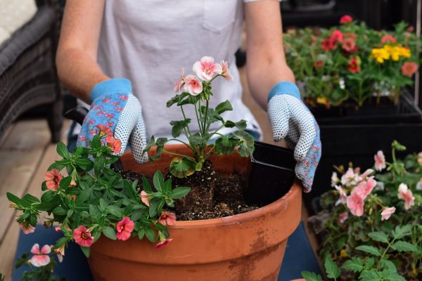 Plant Care Service in Longmont