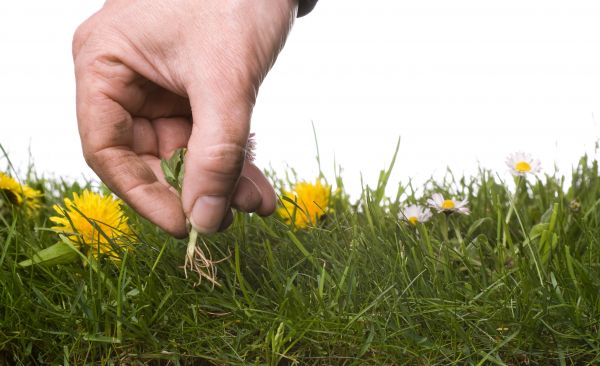 Lawn Weeding in Longmont