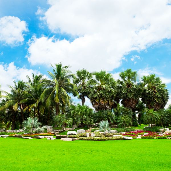 Tropical Landscaping in Longmont