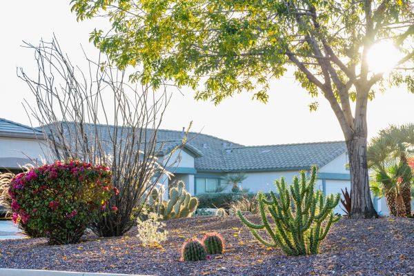 Dryscape Landscaping in Longmont