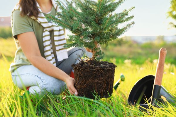 Spruce Tree Planting in Longmont