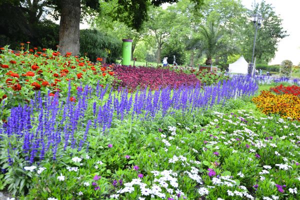 Perennials Planting in Longmont
