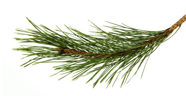 Pine Needles Installation in Longmont
