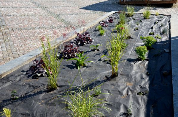 Landscape Fabric Installation in Longmont