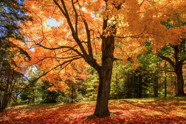 Maple Tree Planting in Longmont