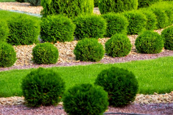 Bush Installation in Longmont
