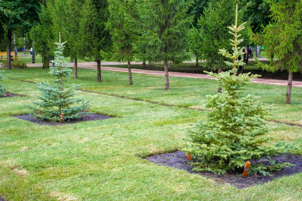 Privacy Trees Planting in Longmont