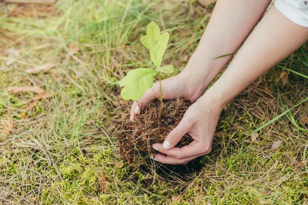 Oak Tree Planting in Longmont