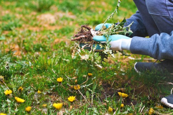 Flower Bed Clearing in Longmont