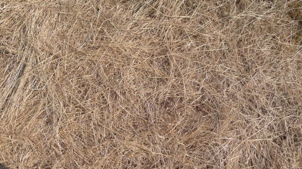 Pine Straw Replacement in Longmont