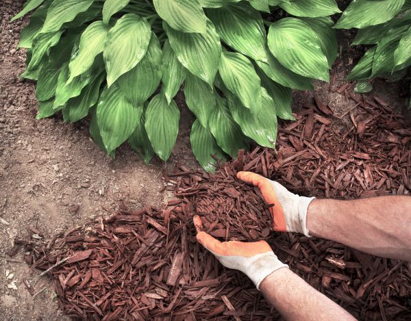 Bark Spreading in Longmont