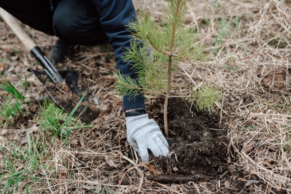 Pine Tree Planting in Longmont