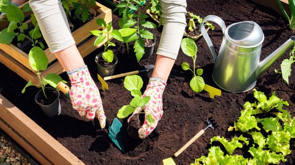 Garden Bed Installation in Longmont