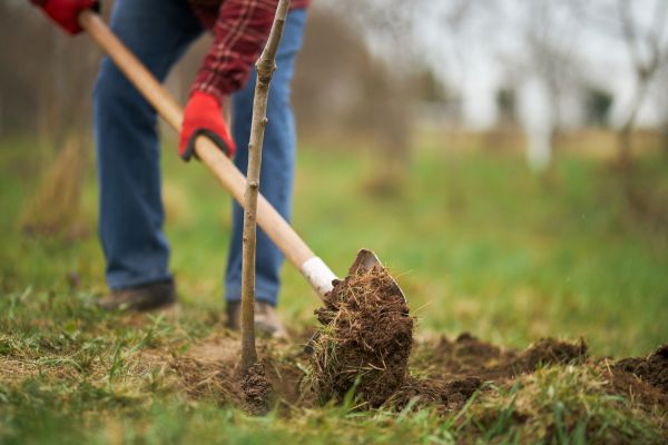 Trees Planting in Longmont
