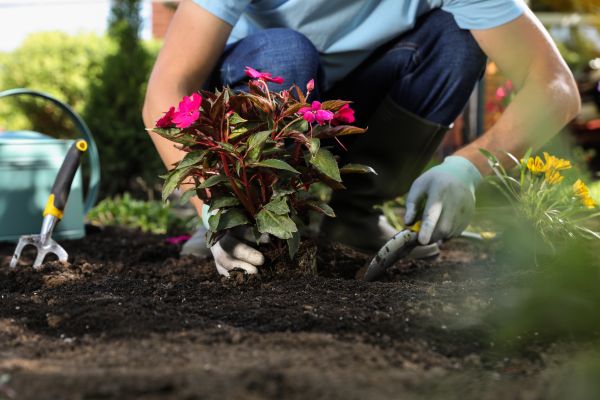 Plant Replacement in Longmont