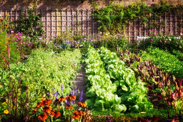 Garden Planting Service in Longmont