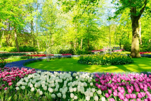 Flower Landscaping in Longmont