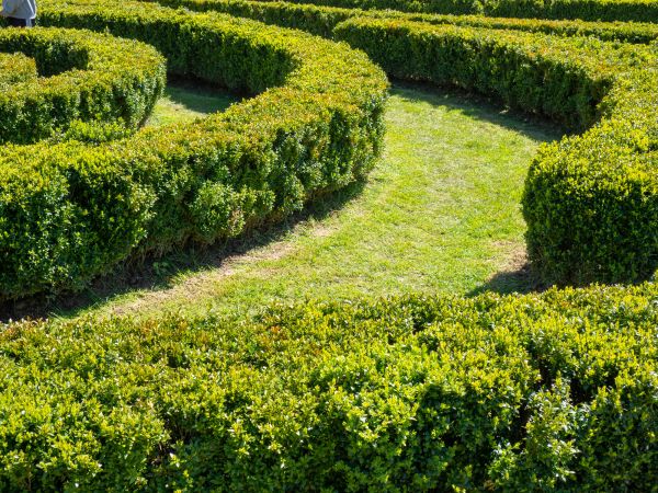 Bush Landscaping in Longmont