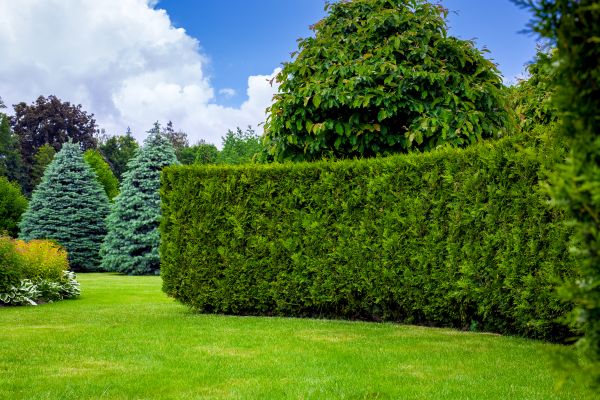 Hedge Landscaping in Longmont