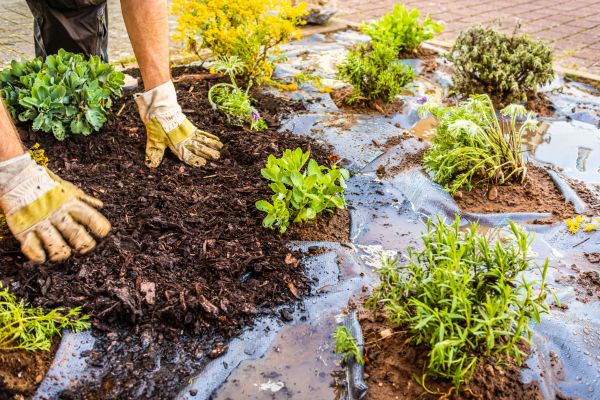 Mulch Fabric Installation in Longmont