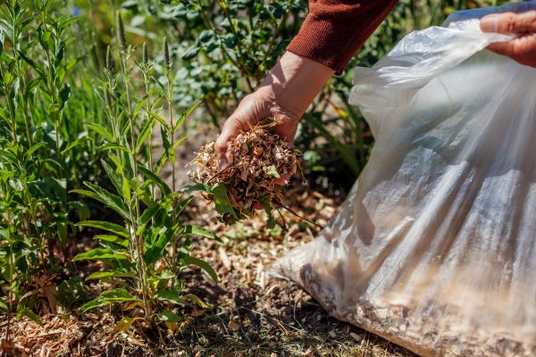 Wood Mulch Installation in Longmont