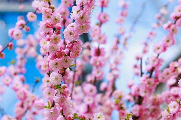 Japanese Cherry Tree Planting in Longmont