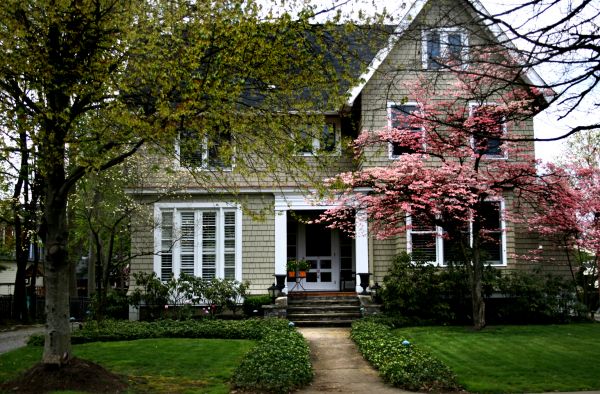 Ornamental Tree Planting in Longmont