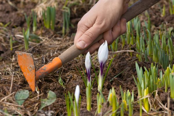 Flower Garden Weeding in Longmont