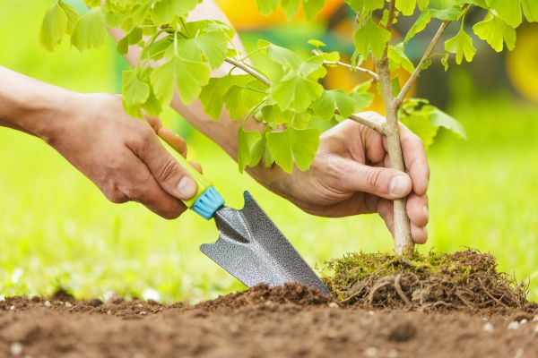 Fruit Tree Planting in Longmont