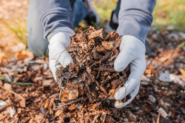 Shredded Mulch Installation in Longmont