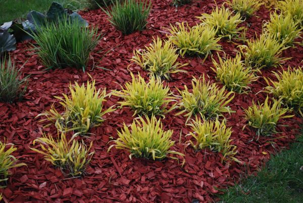 Red Mulch Installation in Longmont