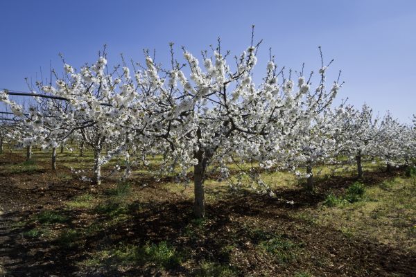 Orchard Planting in Longmont