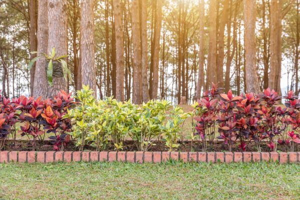 Small Garden Landscaping in Longmont